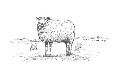 Lamb Shanks- Sliced